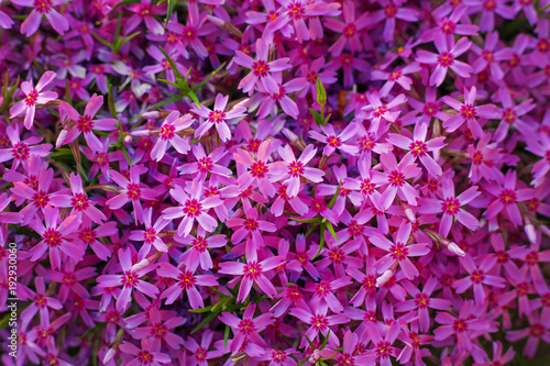 Phlox subulata (creeping phlox, moss phlox, moss pink, or mountain phlox). Many small purple flowers for background, top view. photo