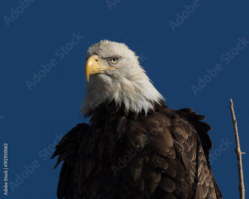 Extreme closeup (1000mm) of a bald eagle standing on a tree, seen in the wild in  North California © ranchorunner