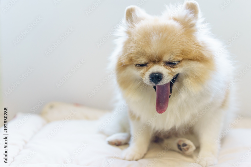 Adorable Pomeranian yawning, a little tired of playing. Relax and sleeping concepts.
