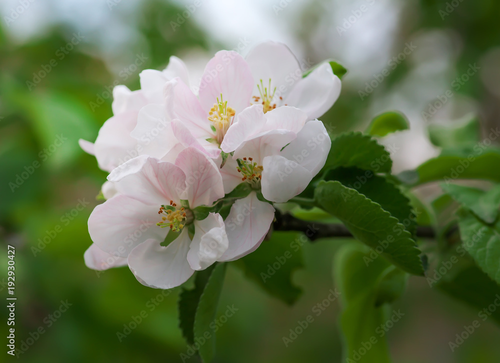 Beautiful blooming apple tree in spring park close up Beautiful blooming apple tree in spring park close up