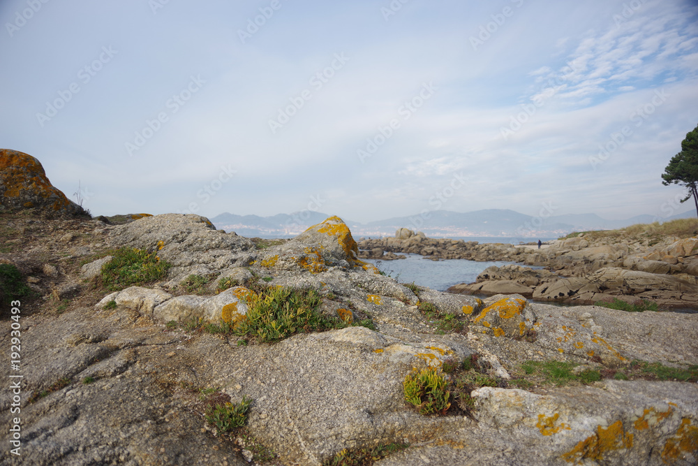 Atlantic flora near Samil beach in Vigo, Vigo, Galicia, Spain