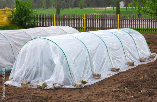 Obraz na plátně Vegetable patch with seedlings covered with spunbond and polyethylene film to ke