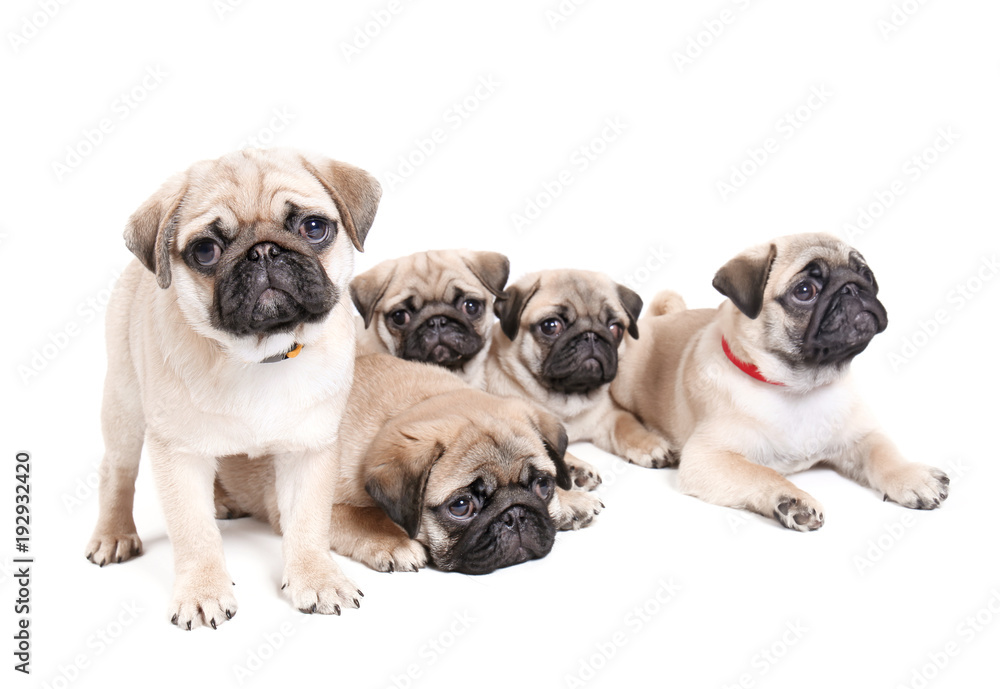 Fototapeta premium Cute pug puppies on white background