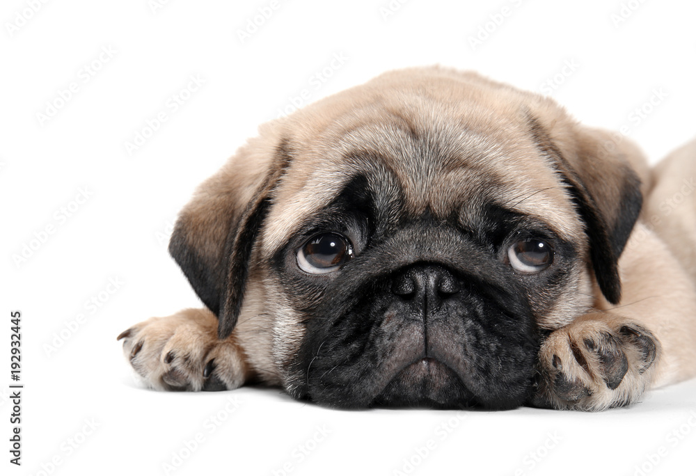 Cute pug puppy on white background Cute pug puppy on white background
