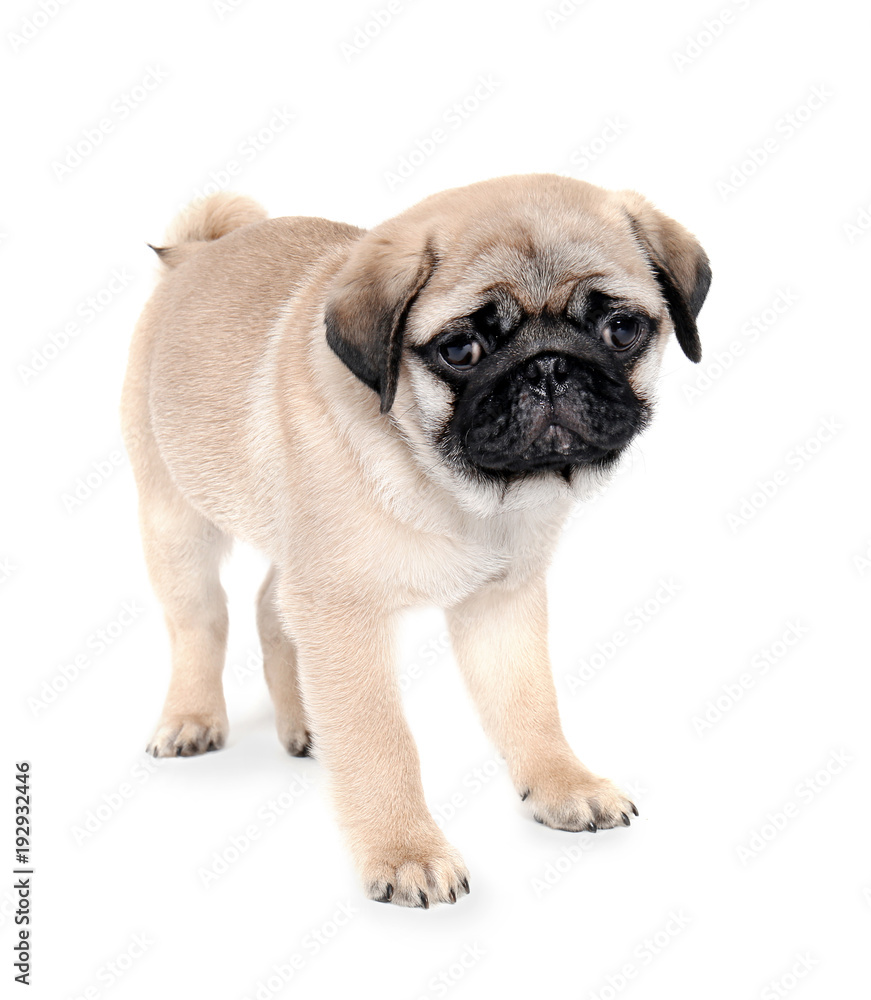 Cute pug puppy on white background Cute pug puppy on white background
