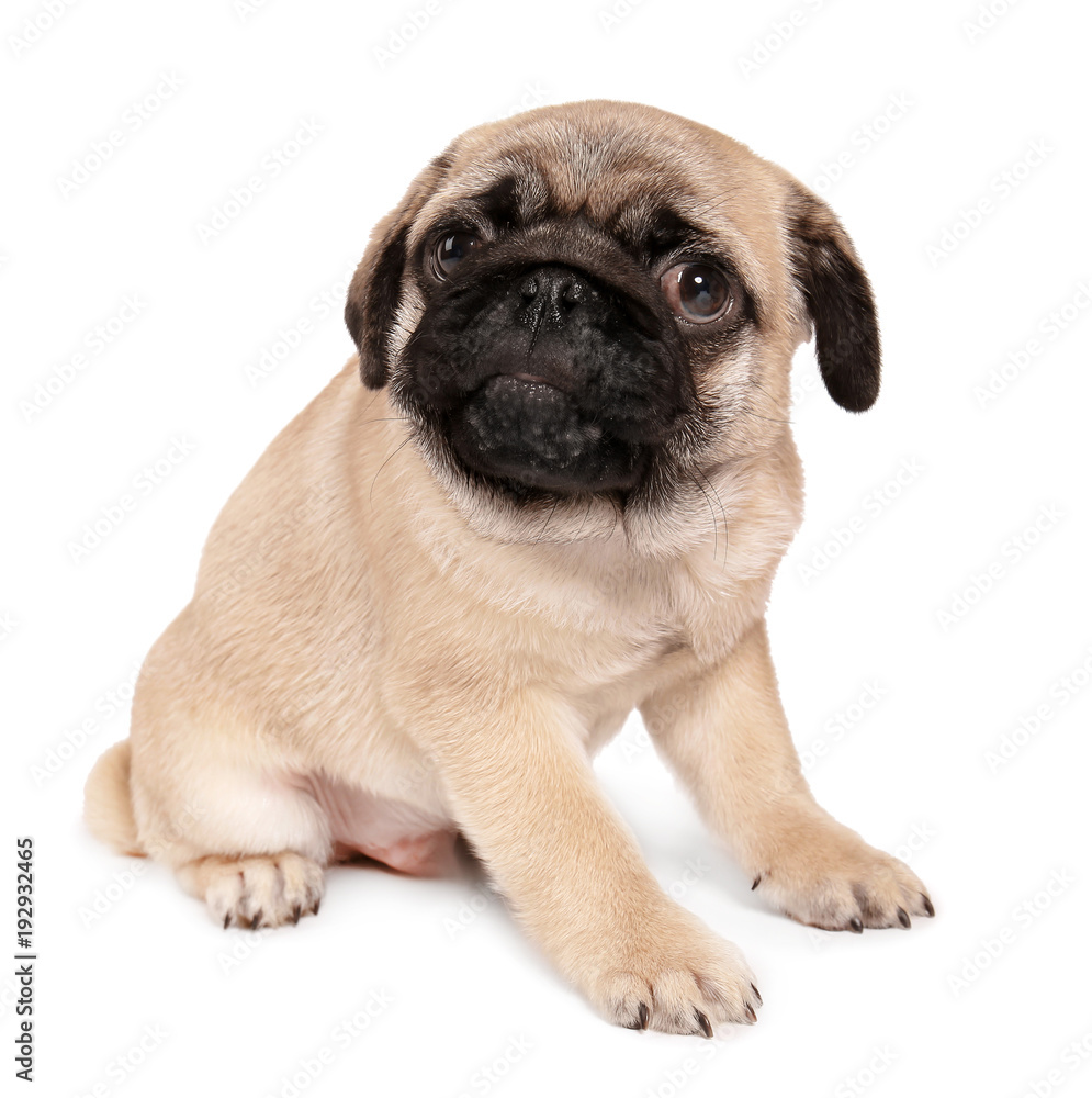 Cute pug puppy on white background Cute pug puppy on white background
