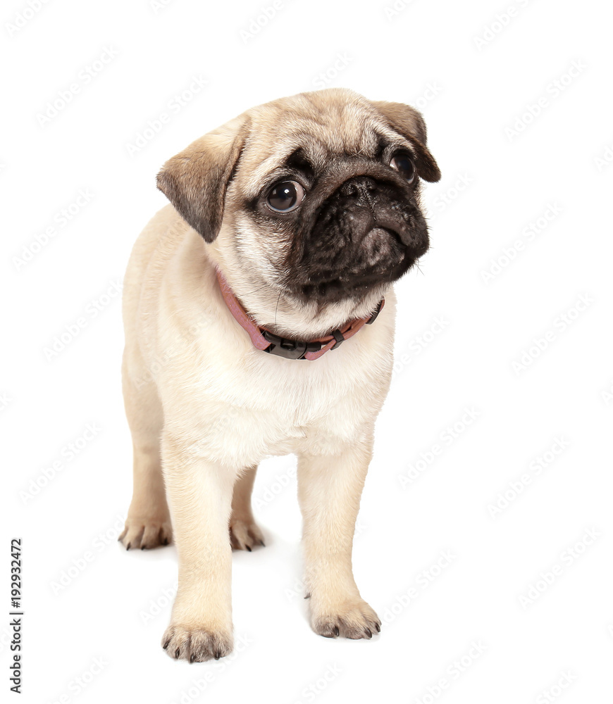 Cute pug puppy on white background
