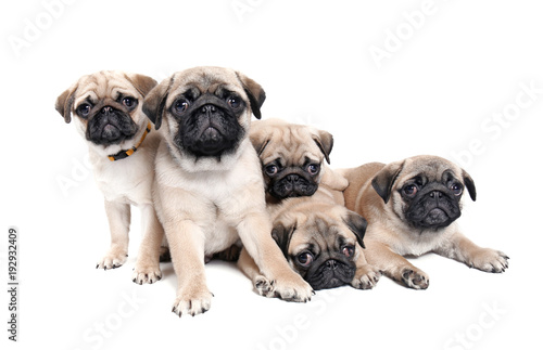 Cute pug puppies on white background