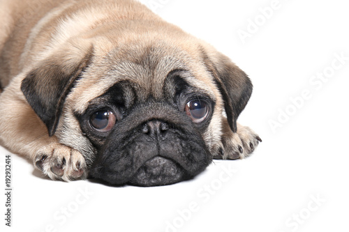 Cute pug puppy on white background