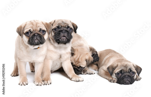 Cute pug puppies on white background © Africa Studio
