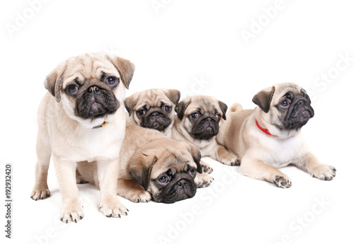 Cute pug puppies on white background