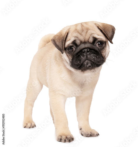 Cute pug puppy on white background