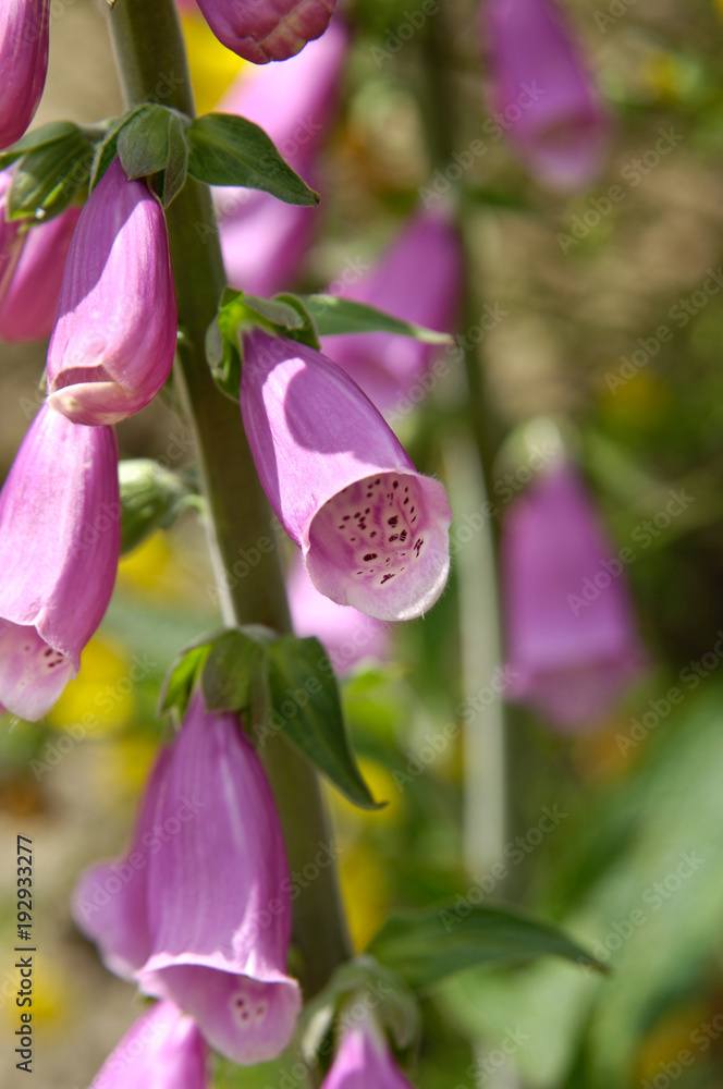 fleurs fleurs