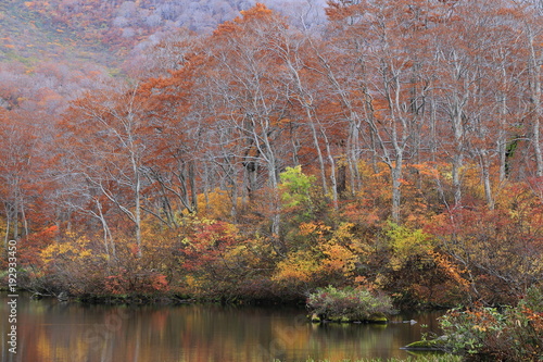 晩秋の鶴間池　Tsuruma pond in late autumn / Mt.Chokai, Yamagata, Japan