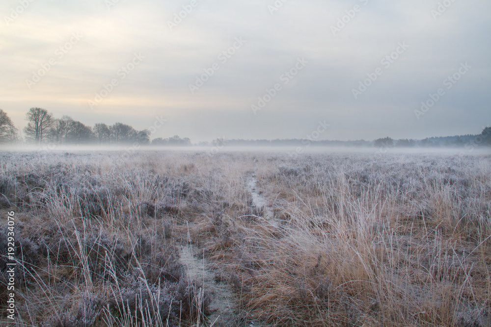 Fototapeta premium Cart track through heathland, early morning with hoarfrost and ground mist