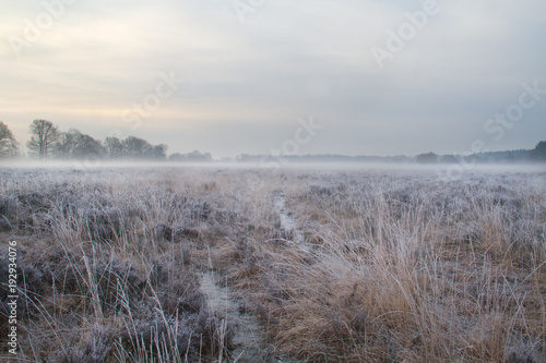 Cart track through heathland, early morning with hoarfrost and ground mist © Matauw