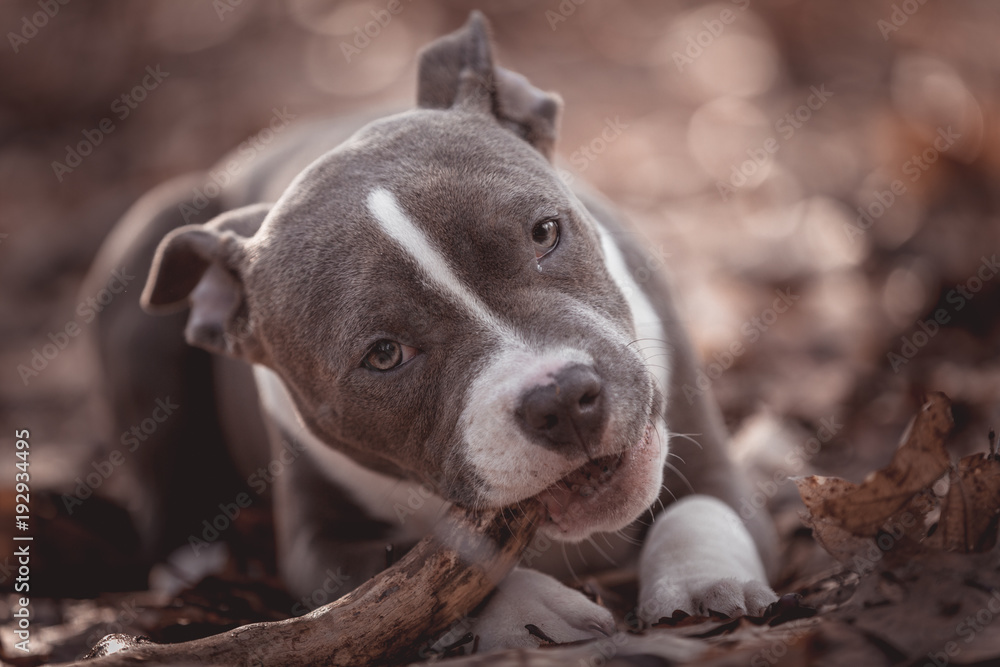 American bully