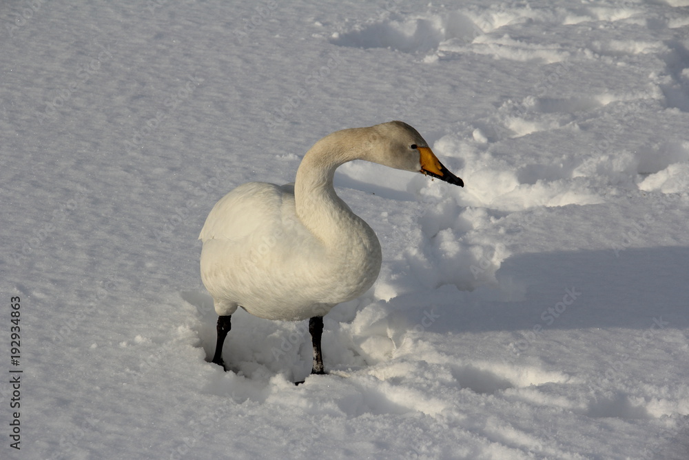 Obraz premium 白鳥 飛来地 雪景色