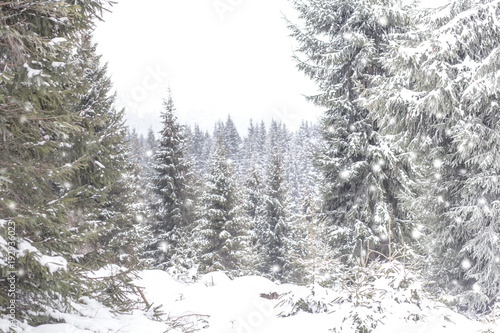 Snowy fir trees winter background 