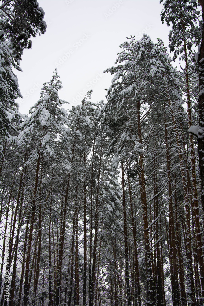 Tall pine trees covered by white snow Tall pine trees covered by white snow