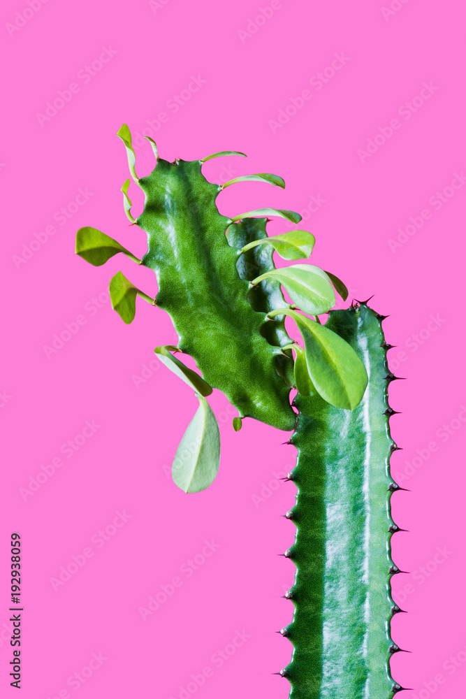 Naklejka premium close-up view of beautiful green succulent plant with leaves isolated on pink