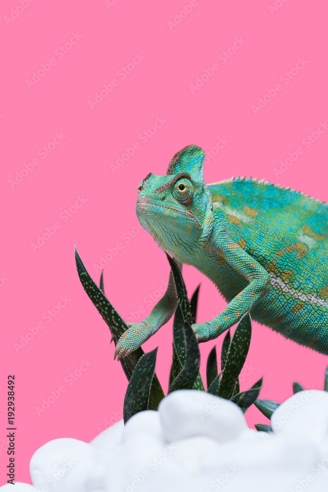 Obraz premium Beautiful colorful exotic chameleon crawling on stones with succulents isolated on pink