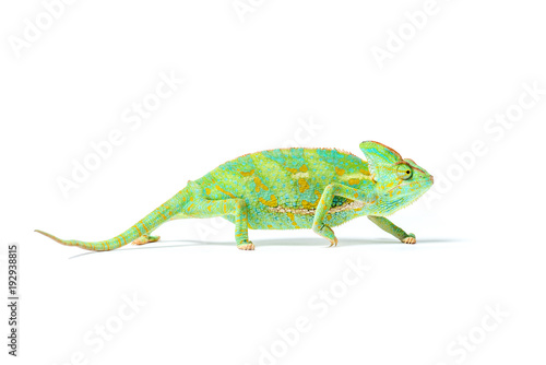 close-up view of colorful tropical chameleon isolated on white