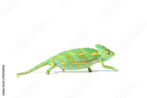 close-up view of beautiful colorful tropical chameleon isolated on white