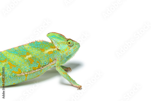 close-up view of cute tropical chameleon isolated on white