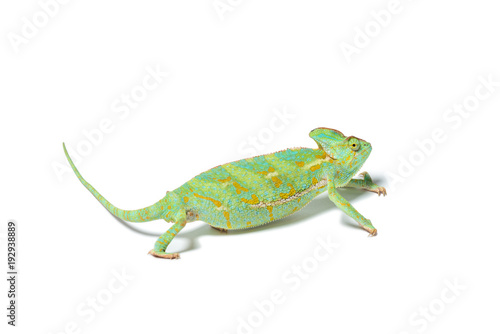 close-up view of exotic chameleon isolated on white