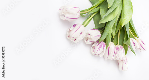 spring flowers on a white background in the studio. tulips