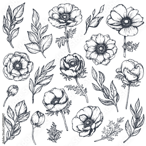 Canvas-taulu Vector collection of hand drawn anemone flowers