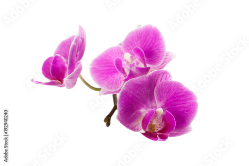 orchid isolated on white