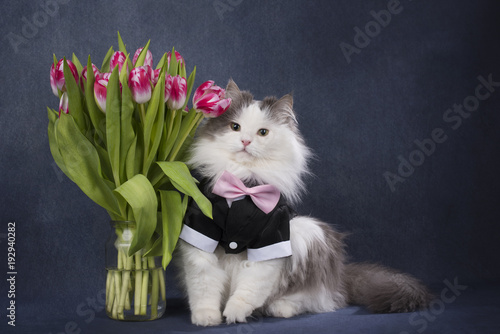 Fototapeta Naklejka Na Ścianę i Meble -  furry cat with a bouquet of tulips