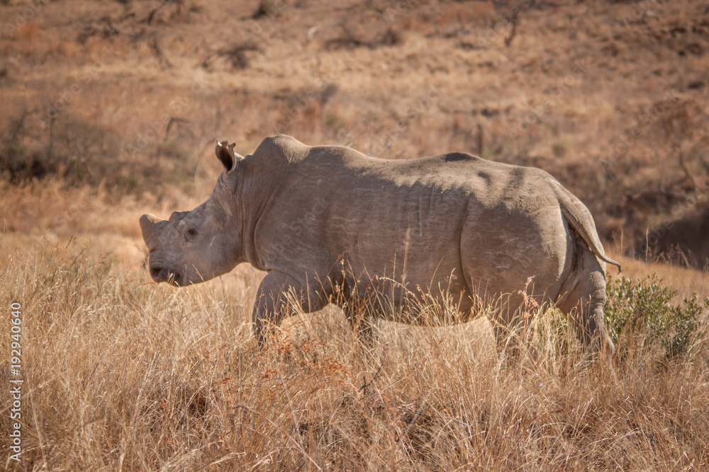 The Endangered White Rhino The Endangered White Rhino
