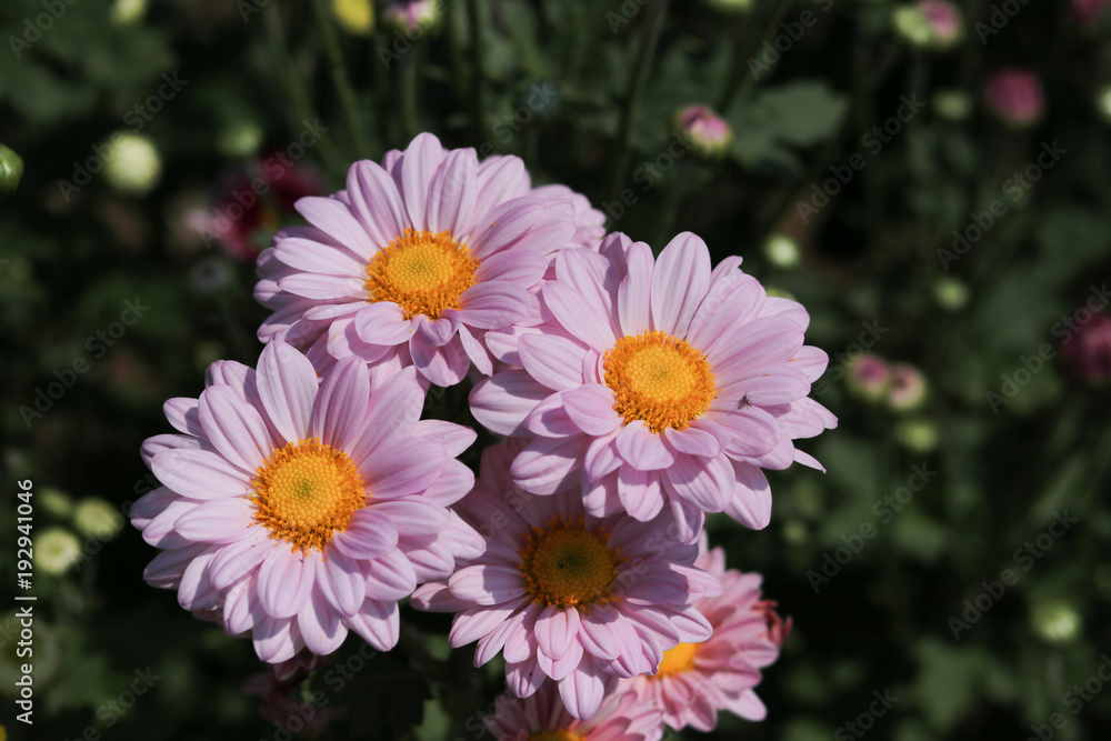 Obraz premium Chrysanthemum flower