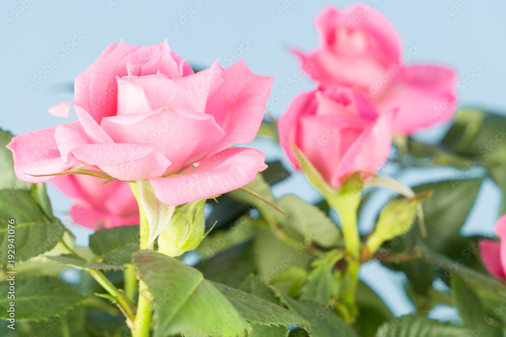 Obraz premium Pink Roses roses, background blue sky