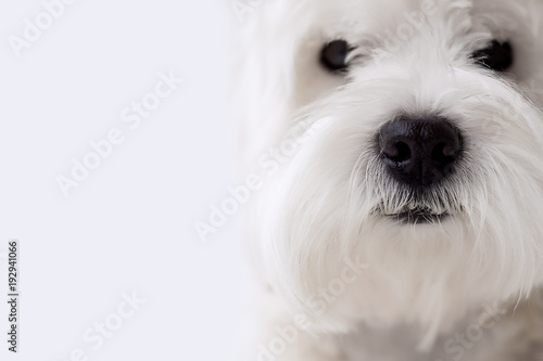 Foto black nose white dog breed west west highland white terrier on white homogeneous
