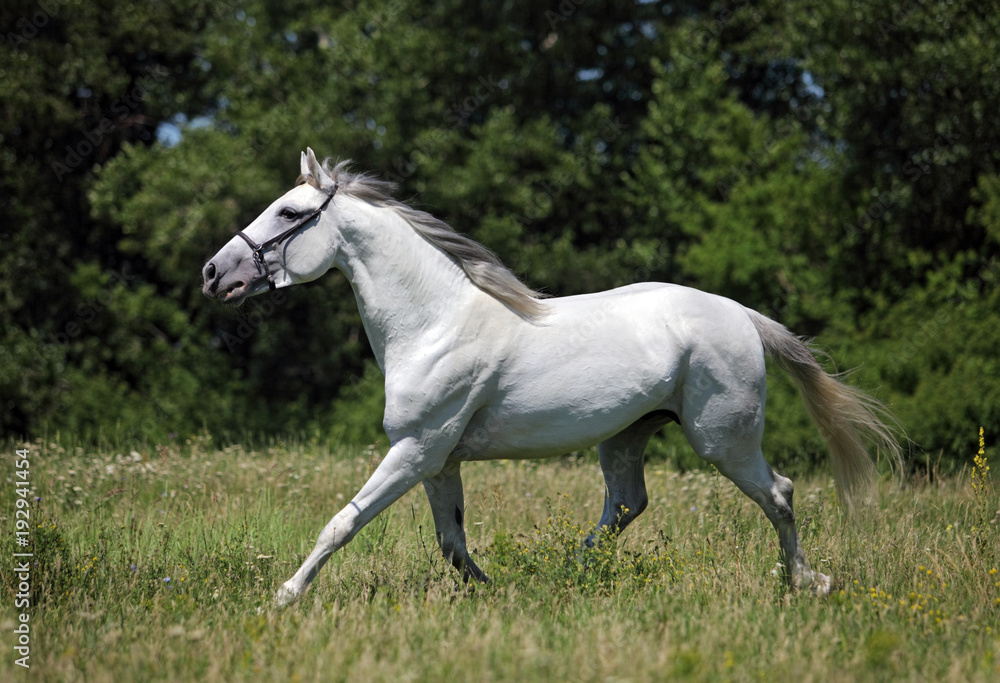 Andalusian horse runs on a meadow
