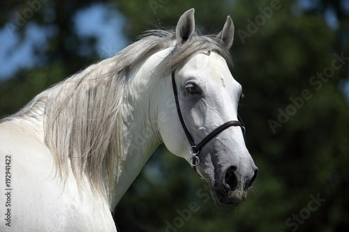 Andalusian horse  white horse  portrait  Spain  Europe 