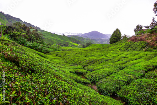 A very beautiful and refreshing view of tea farm in Cameron Highlands, Malaysia.