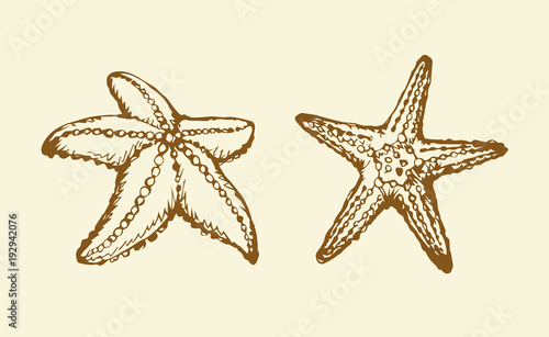 Starfish. Vector drawing
