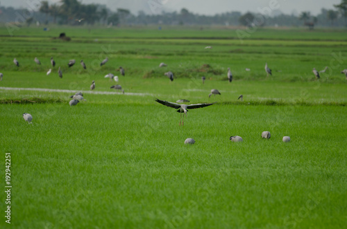 Open-billed stork on rice field