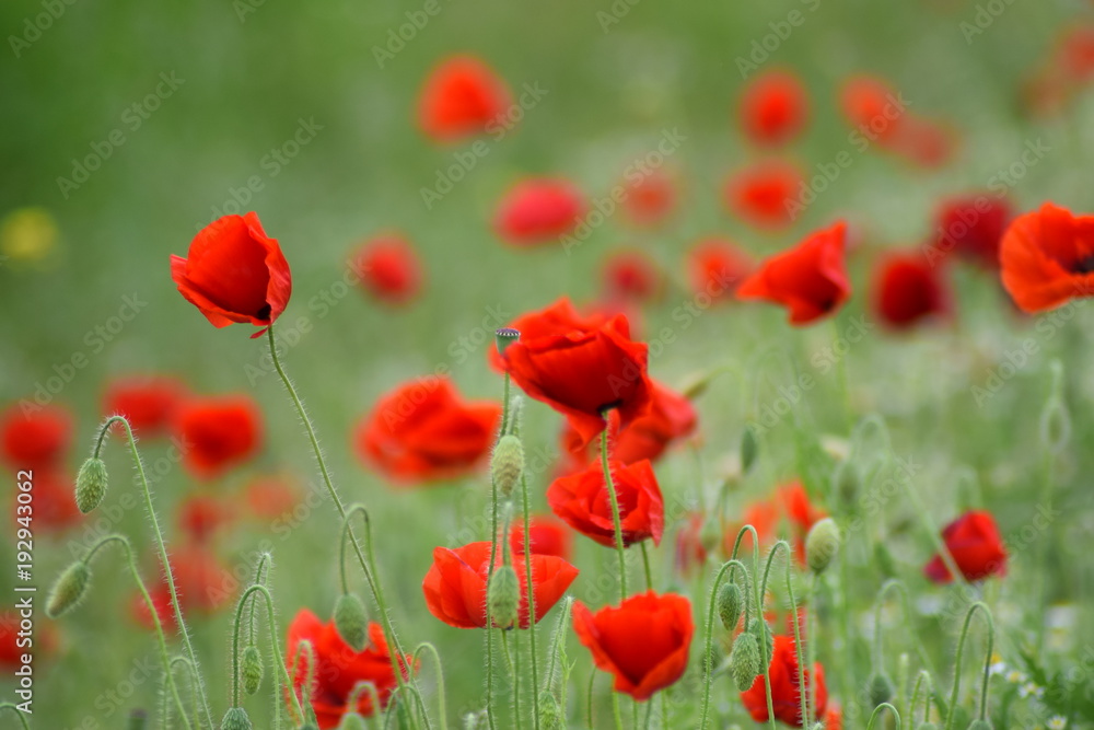 Poppy's in meadow Poppy's in meadow
