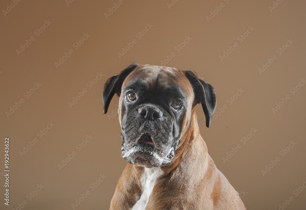 Boxer portraits