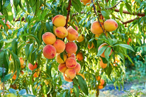 sweet peaches on tree