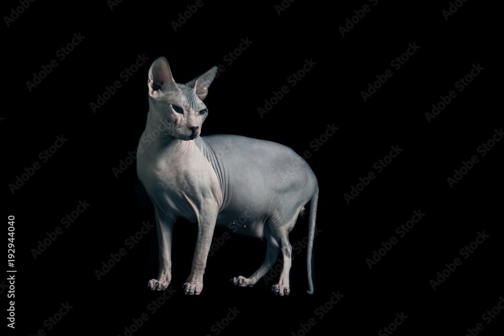 Sphynx Katze steht und schaut zur Seite - Isoliert auf schwarz. 