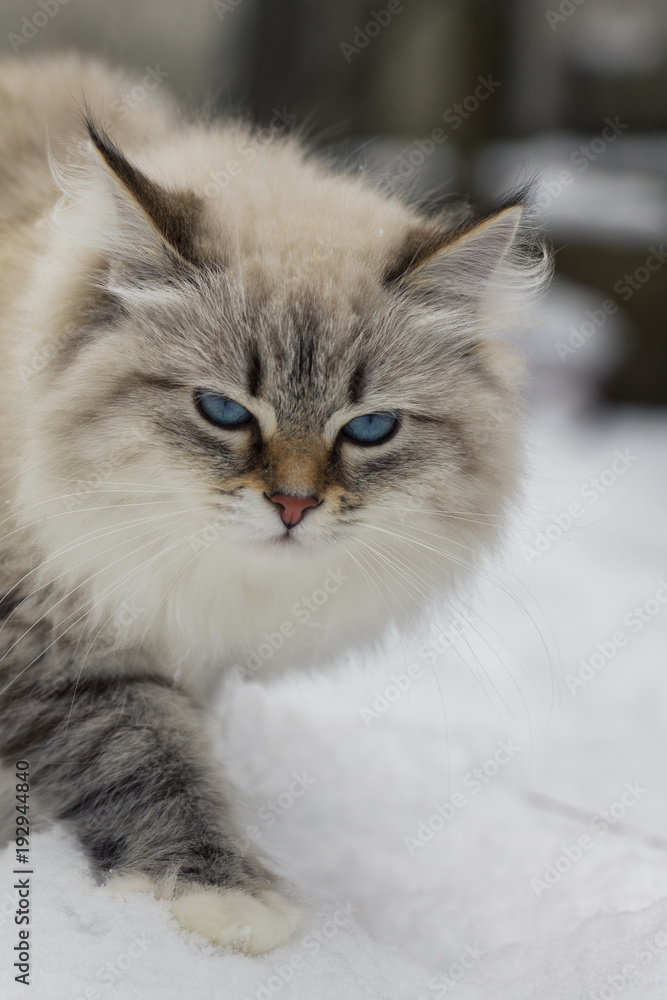 Animal lovers. Beautiful Siberian cat as a home pet. Animal lovers. Beautiful Siberian cat as a home pet.