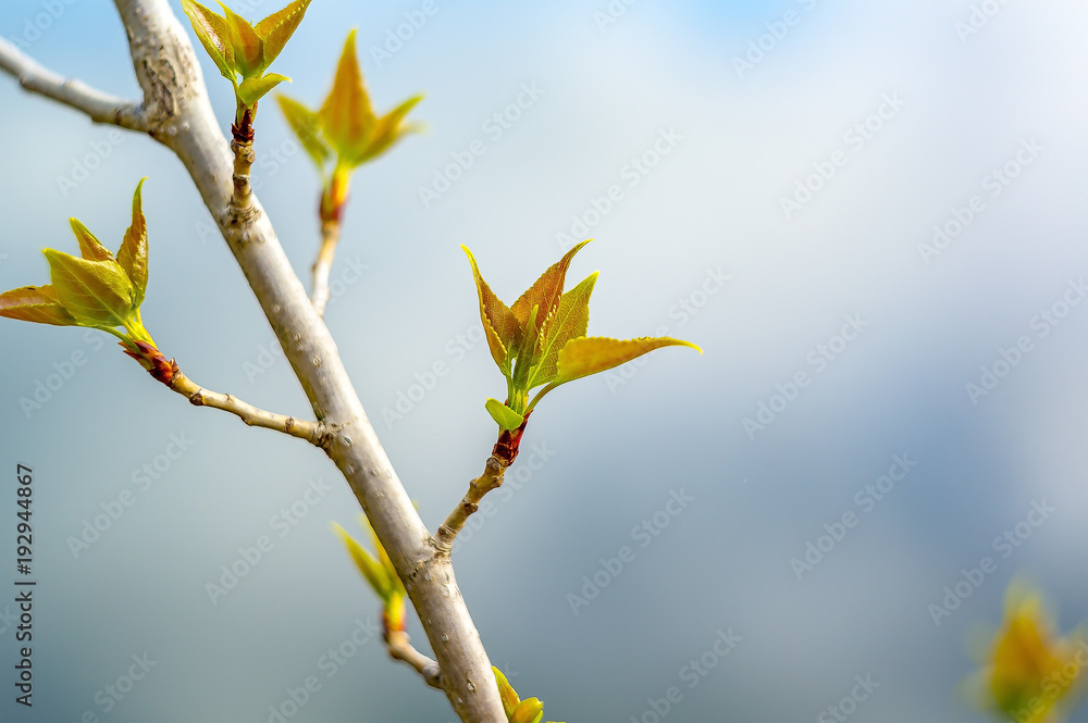 Lenz Bluete im Frueh Jahr Garten Natur Ahorn Baum Lenz Bluete im Frueh Jahr Garten Natur Ahorn Baum
