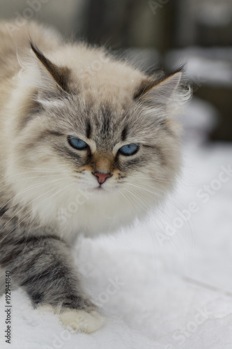 Animal lovers. Beautiful Siberian cat as a home pet. © sivivolk